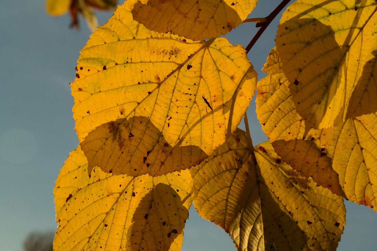 lipovina autumn yellow free photo