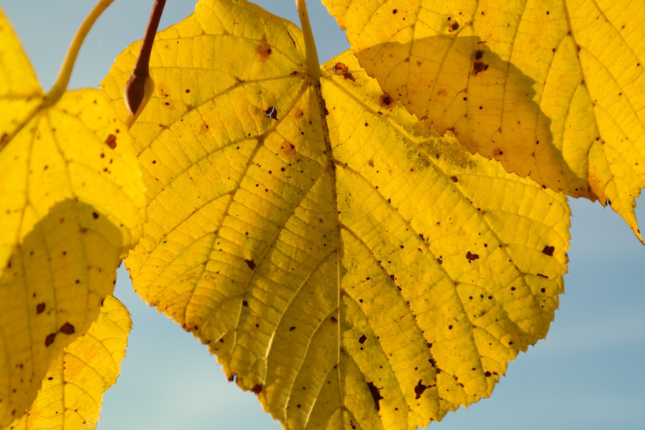 lipovina autumn yellow free photo