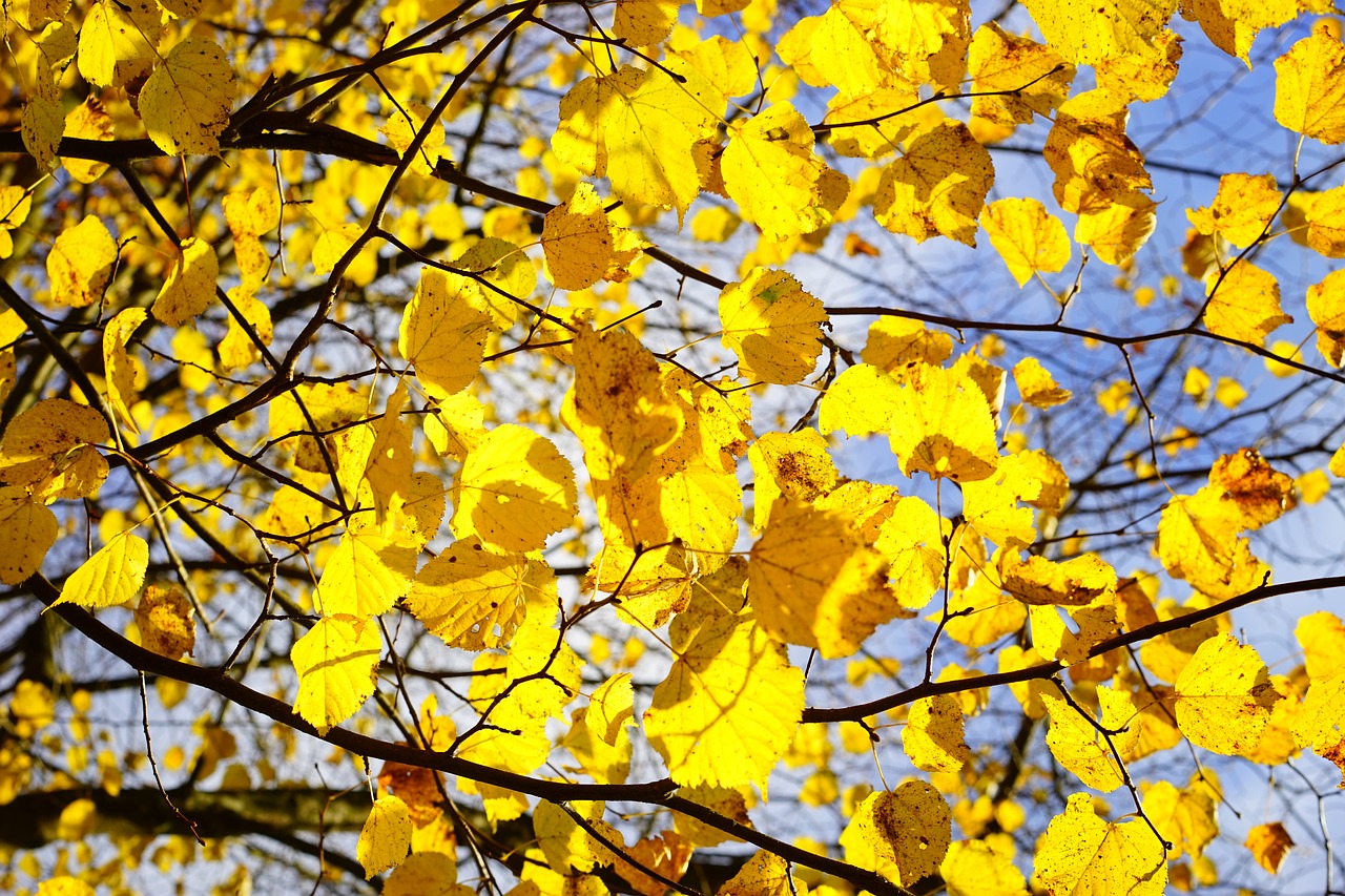 lipovina autumn golden october free photo