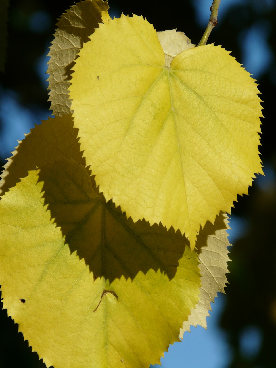 lipovina leaves yellow free photo