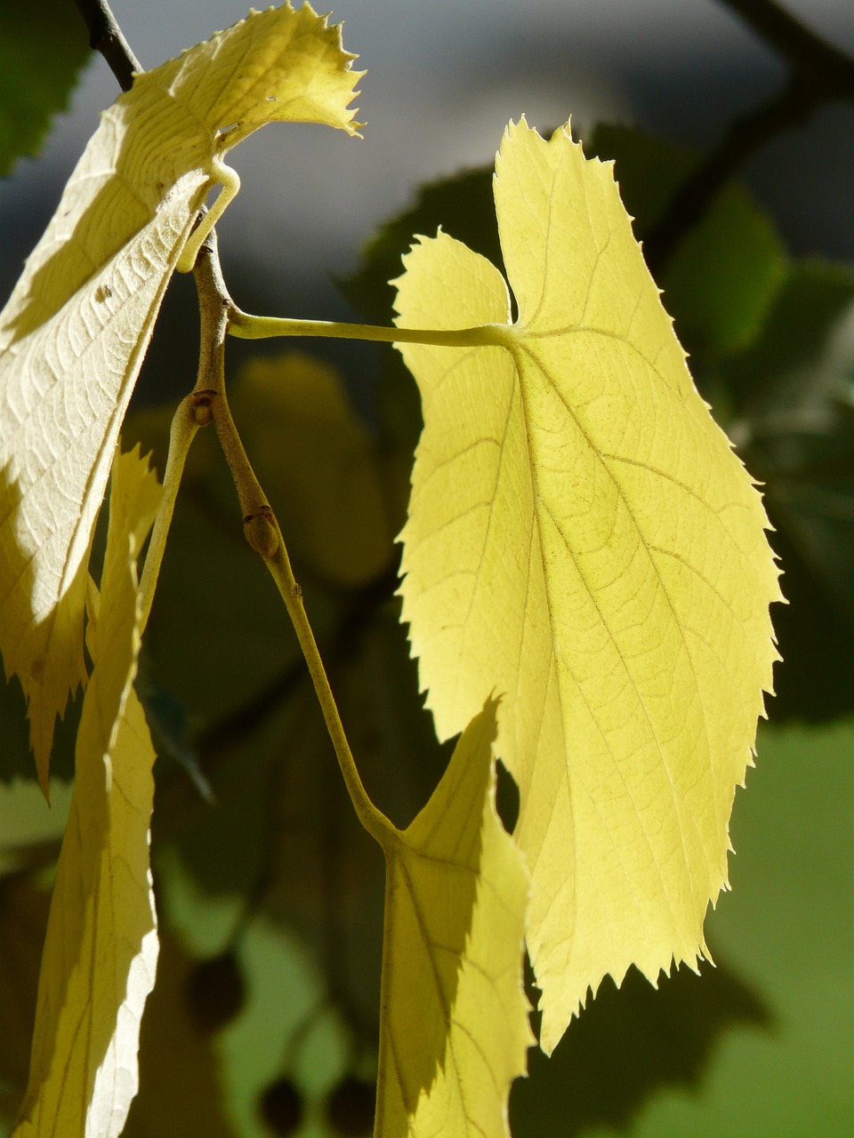 lipovina leaves leaf margin free photo