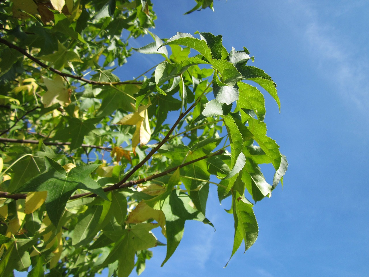 liquidambar sweet gum red gum free photo