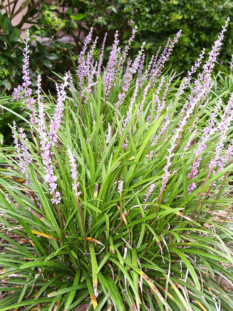 liriope flower lily grass free photo