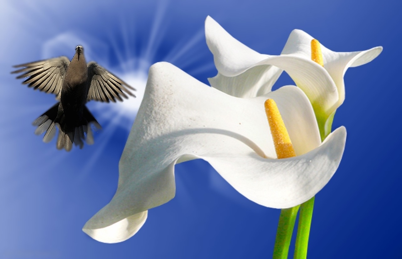 lirios white lilies ornamental free photo