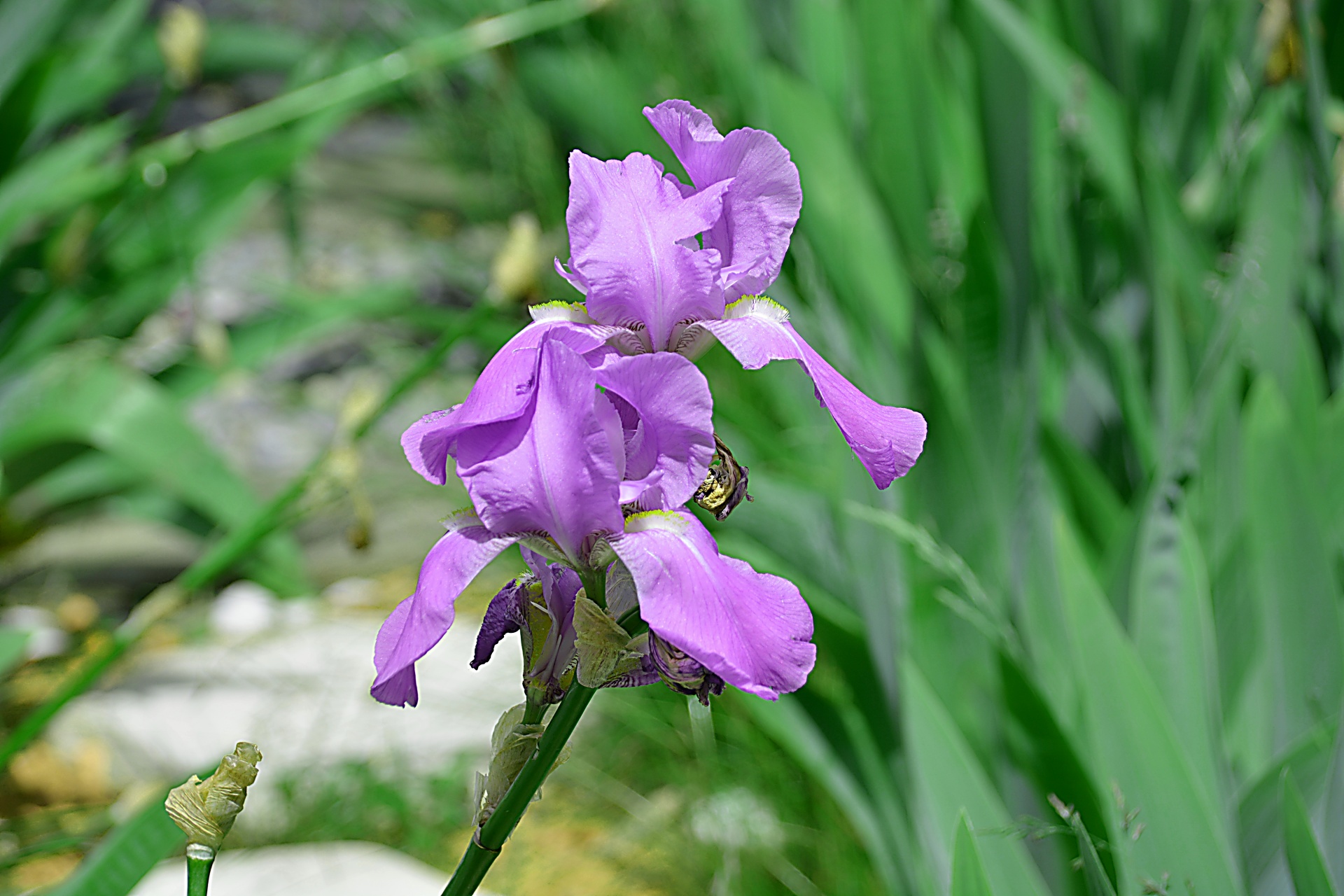 flower blue flora free photo