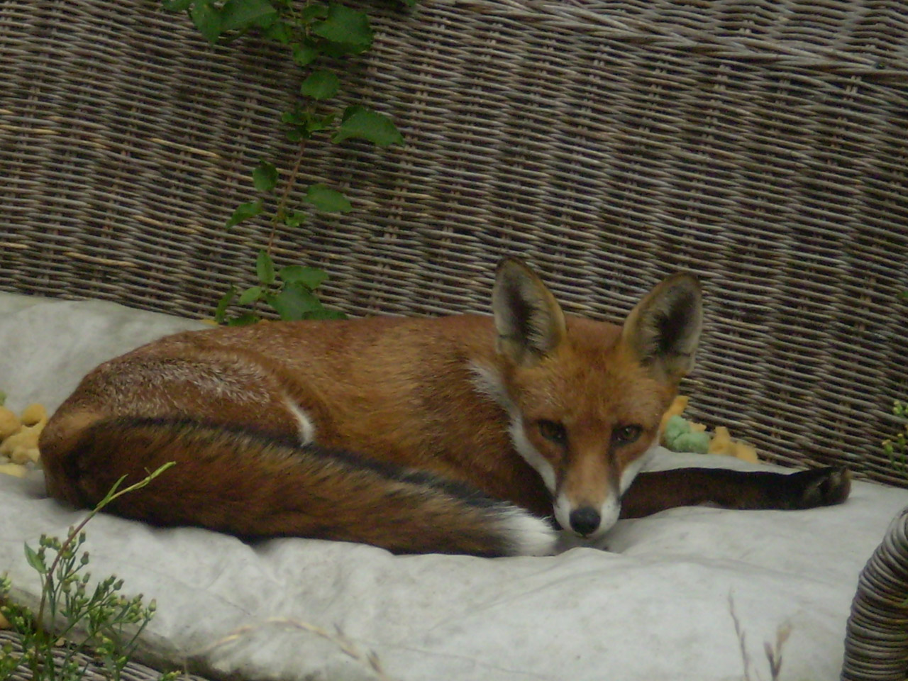 fox couch fox free photo