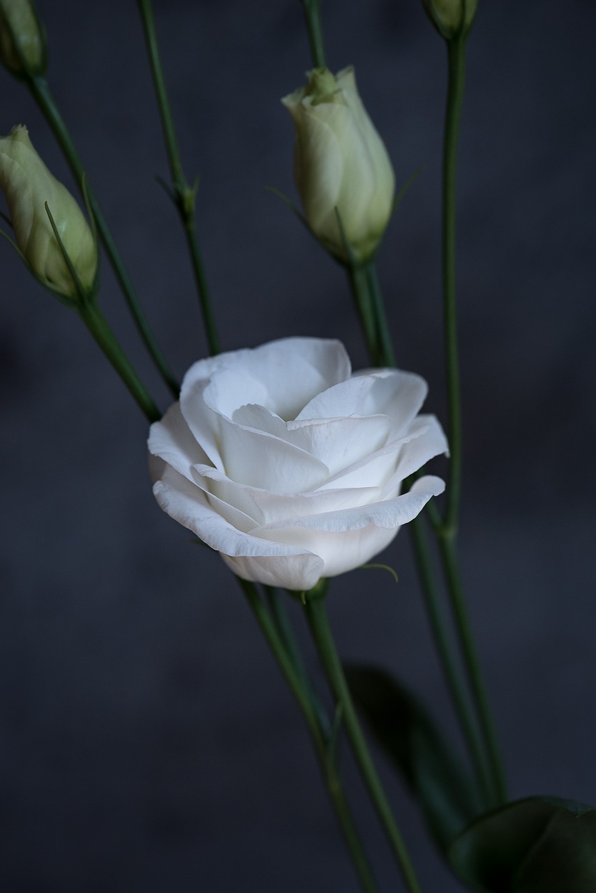 lisianthus flower blossom free photo