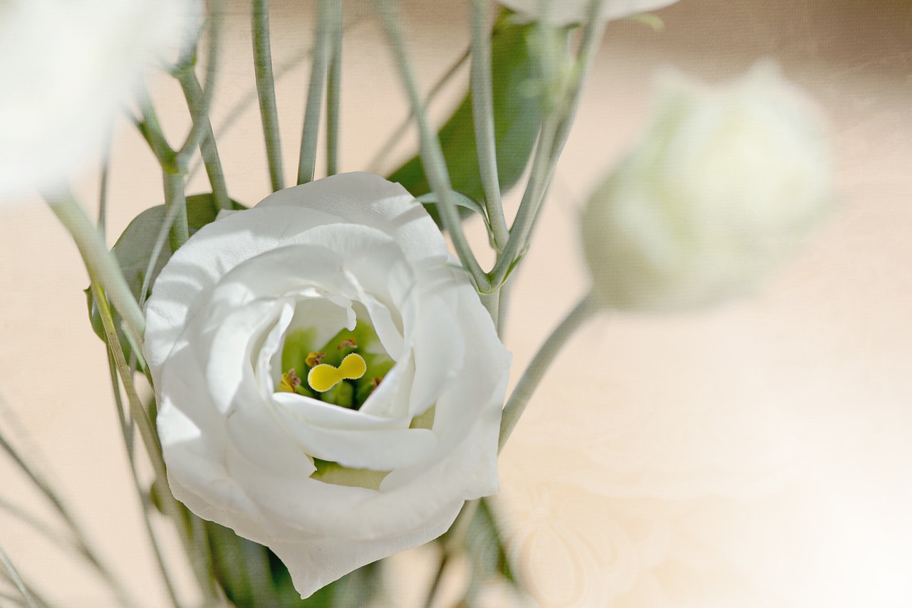 lisianthus flower blossom free photo