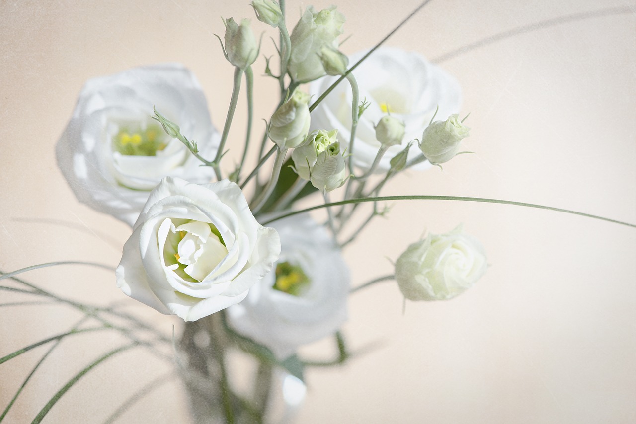 lisianthus flower blossom free photo