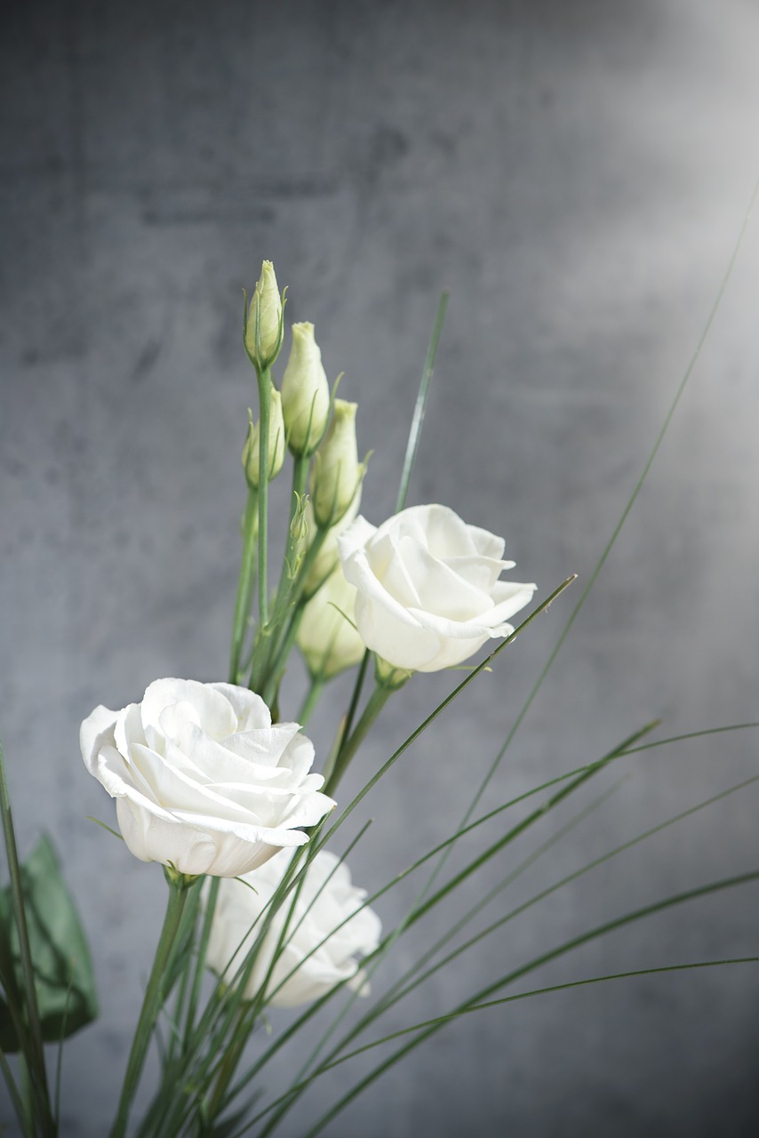 lisianthus flower blossom free photo