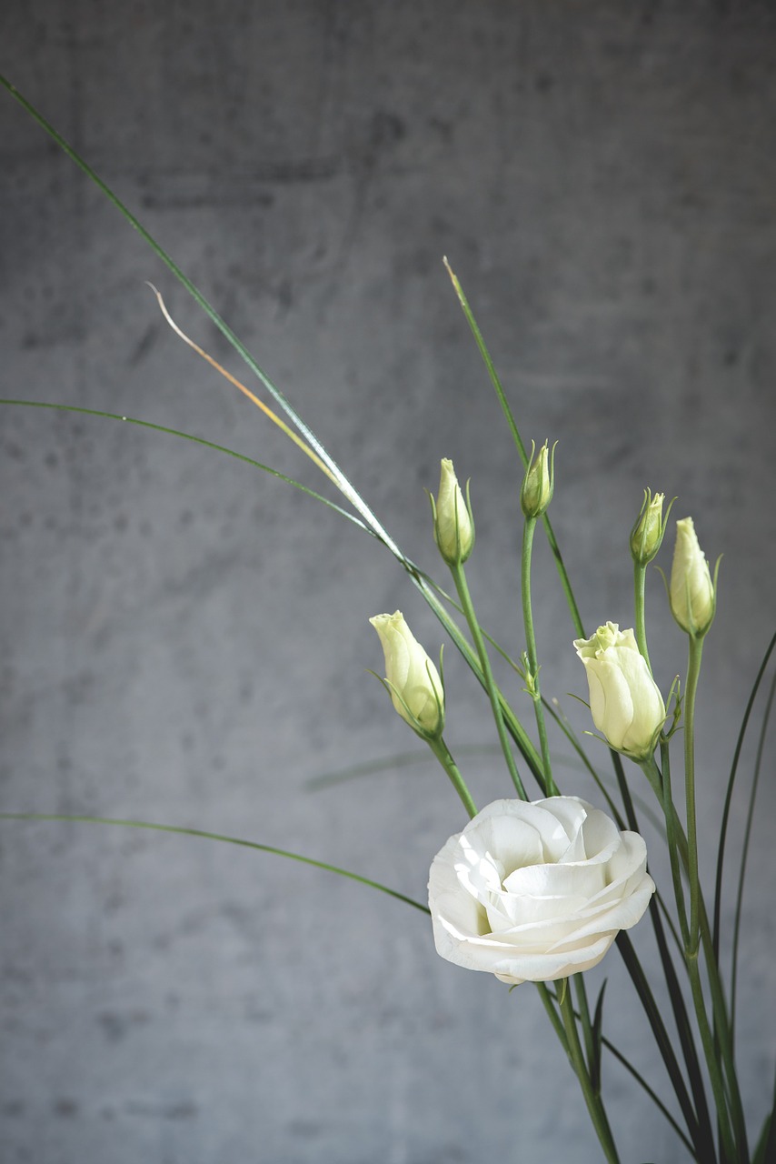 lisianthus flower blossom free photo