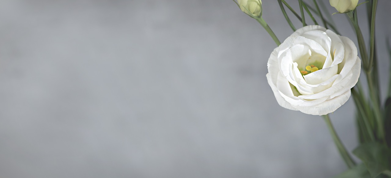 lisianthus flower blossom free photo