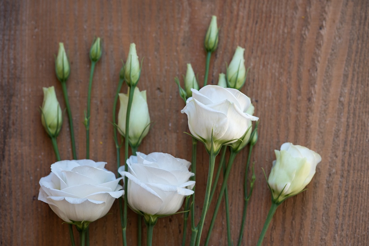 lisianthus flower blossom free photo