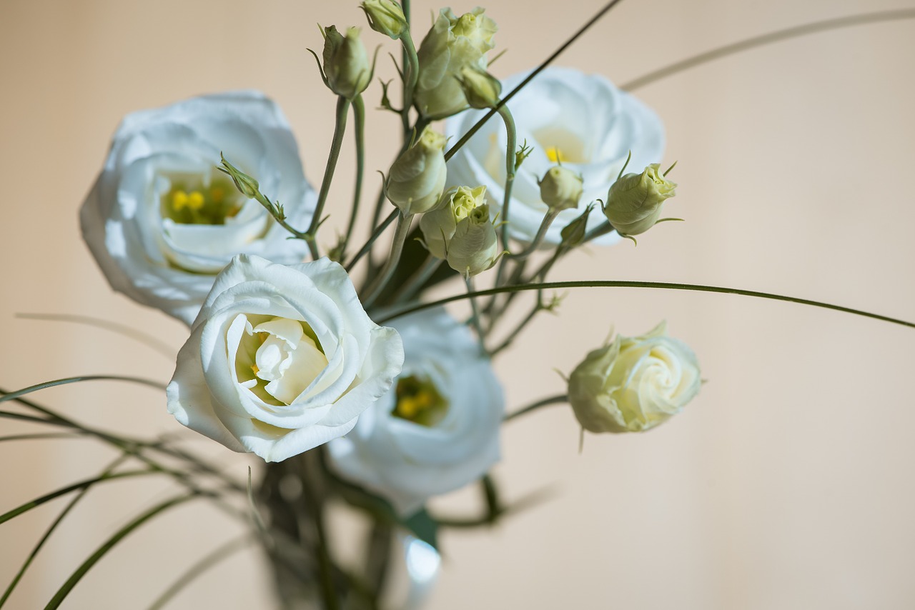 lisianthus flower blossom free photo