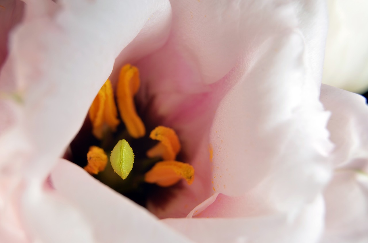 lisianthus stamp stamens free photo