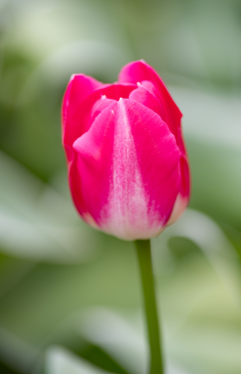 lisse  keukenhof  holland free photo