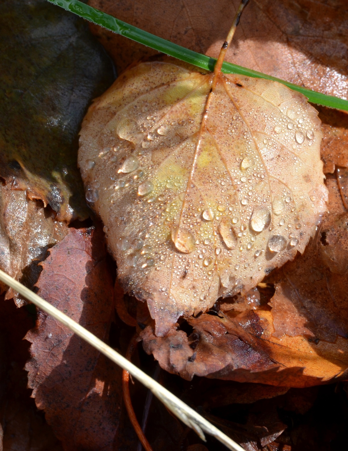 leaf flora dew free photo