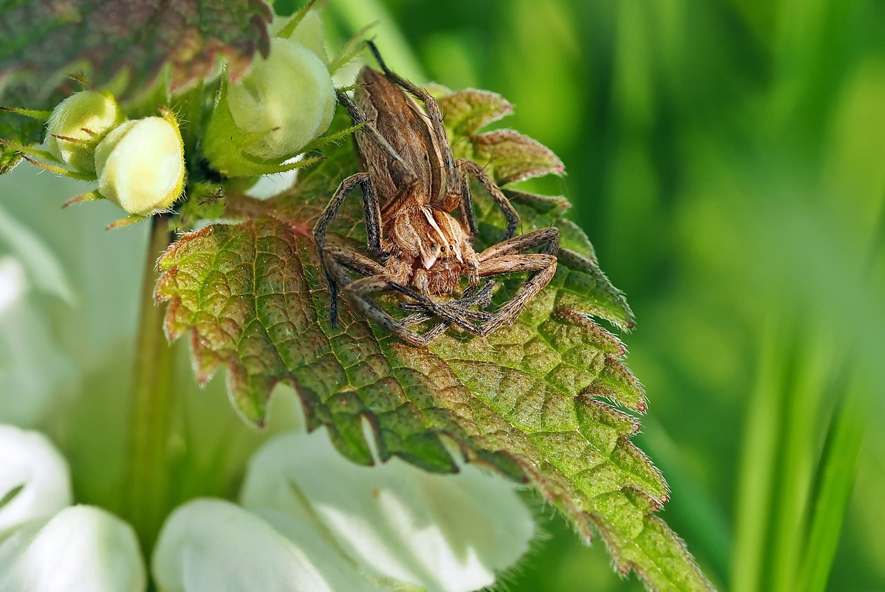 insect nature live free photo