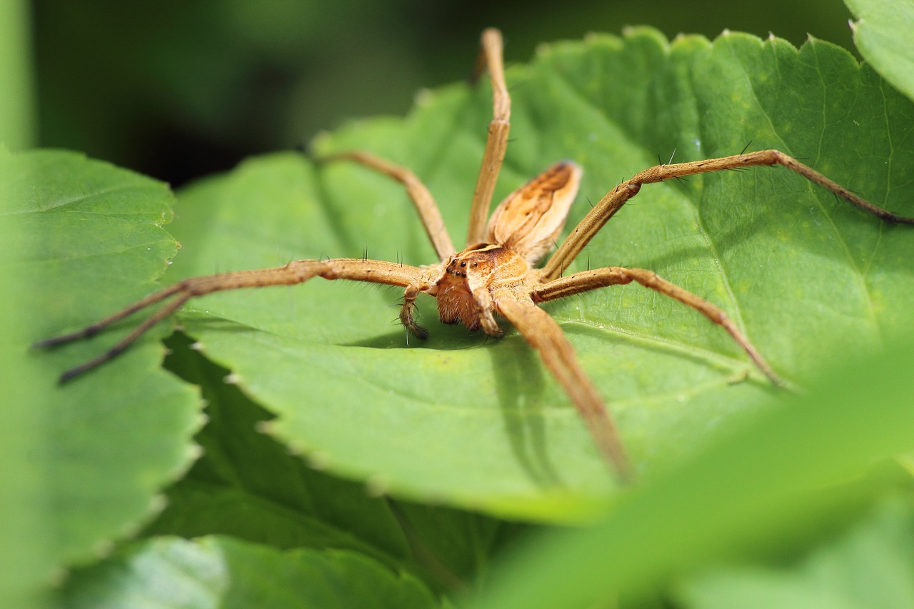 list spider spider arachnid free photo