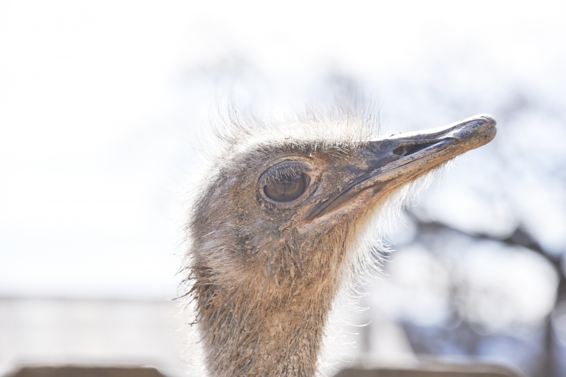 ostrich bird listen free photo