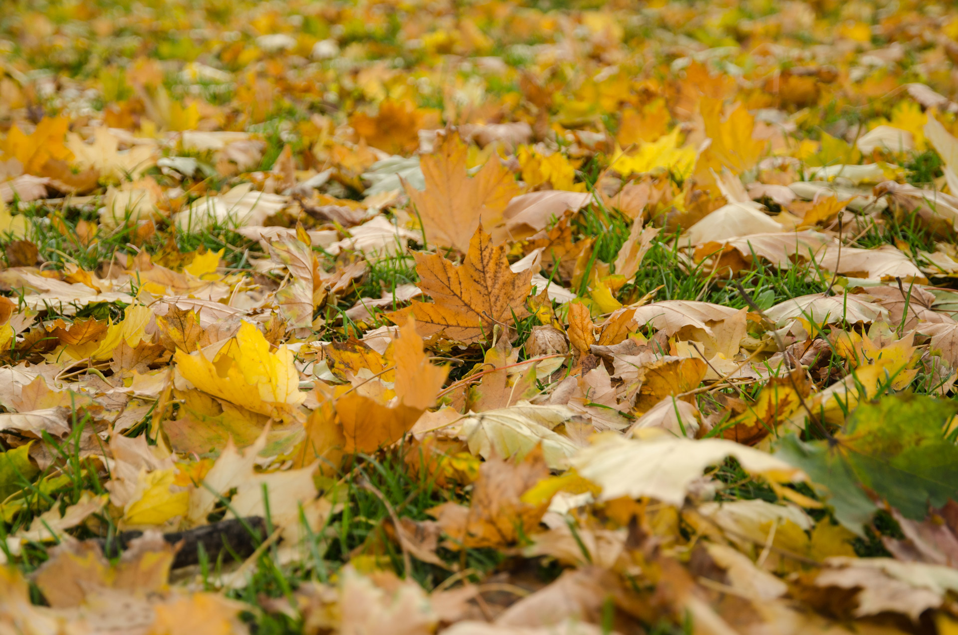 leaves colors autumn free photo