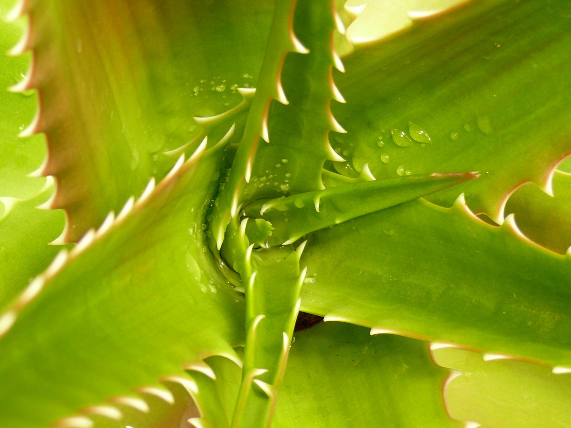 leaf succulent dew free photo