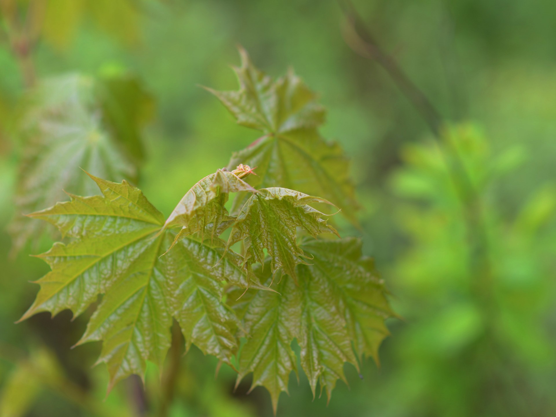 leaves branches spring free photo