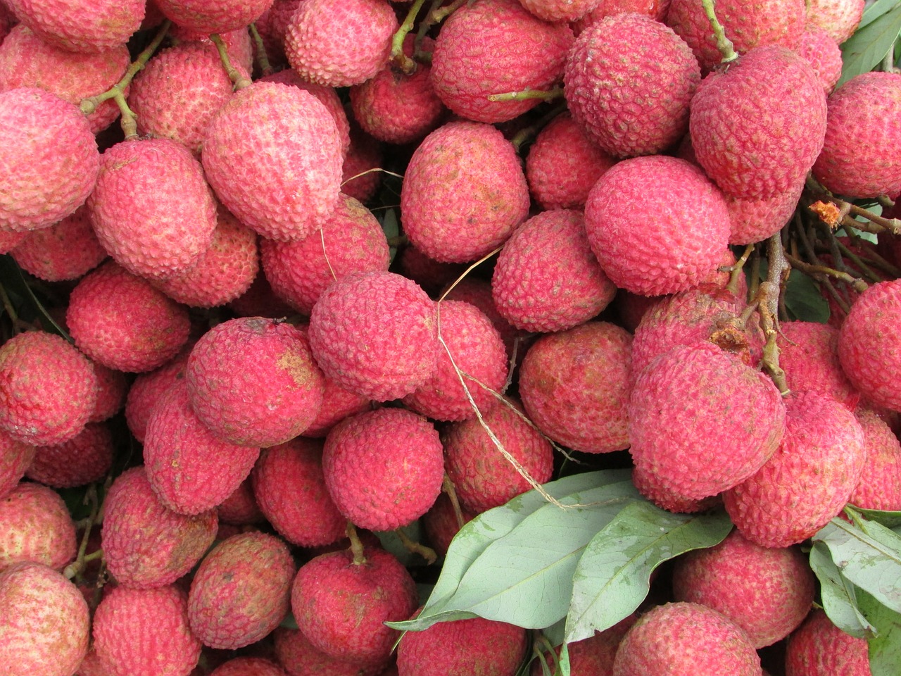 litchi fruits red free photo