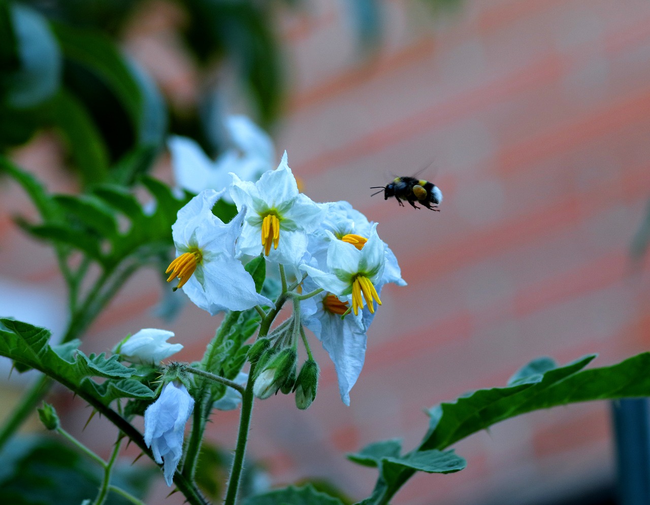 litchi tomatoes white-tailed bumble bee pollen sack free photo