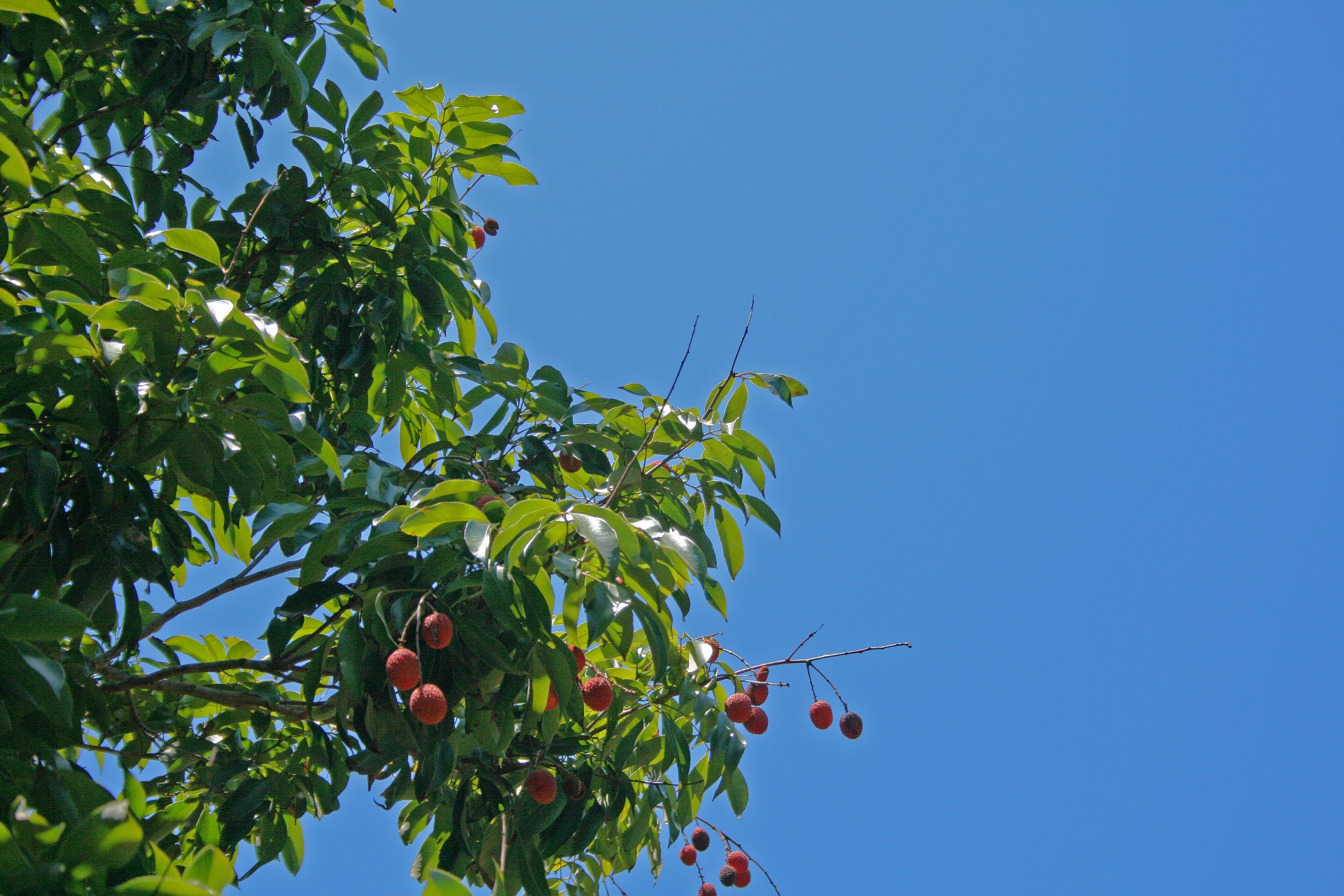 trees foliage fruit free photo