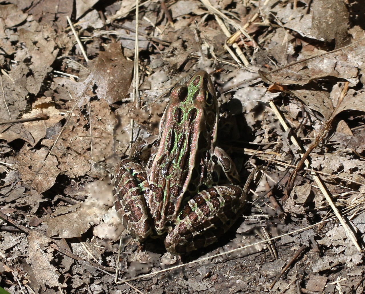 lithobates pipiens rana pipiens frog free photo