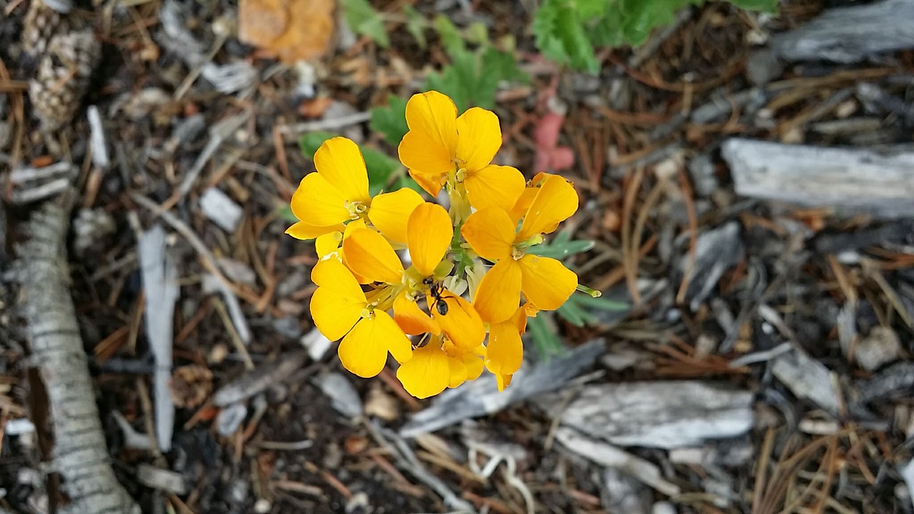 lithospermum canescens yellow wildflower western wildflowers free photo