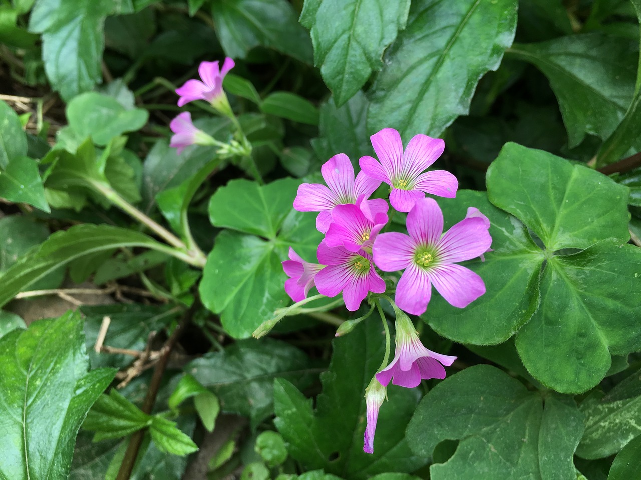 little pink flowers free photo