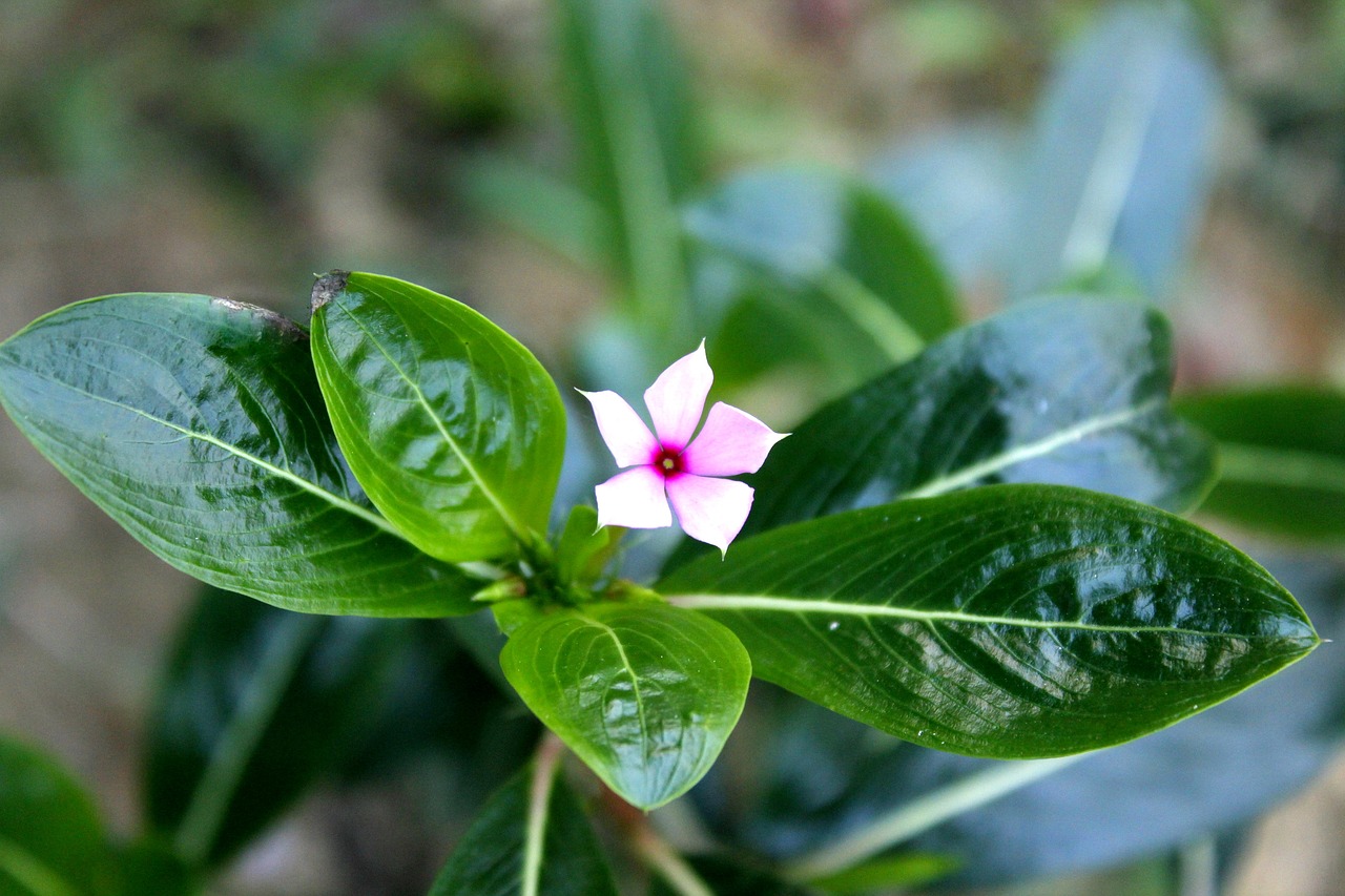 little flower pink free photo