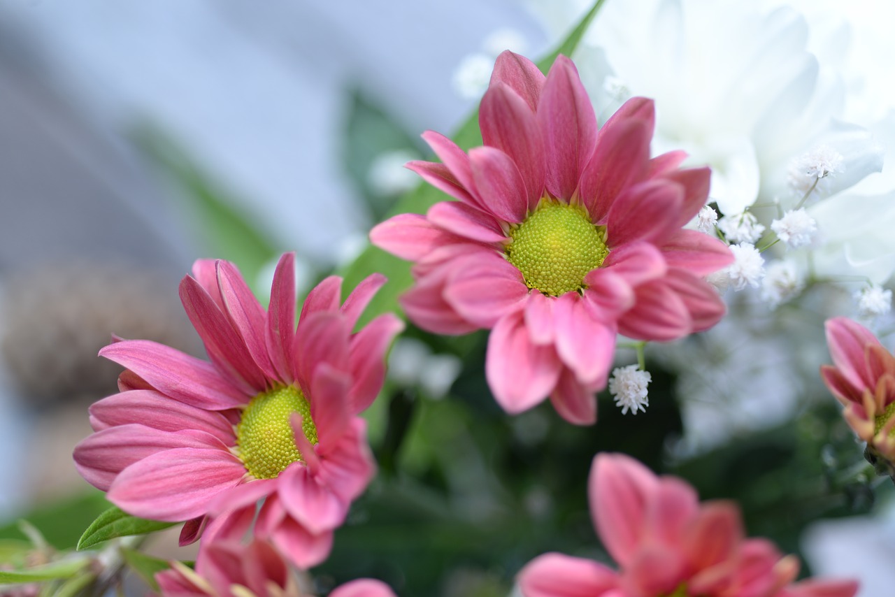 little pink flowers free photo