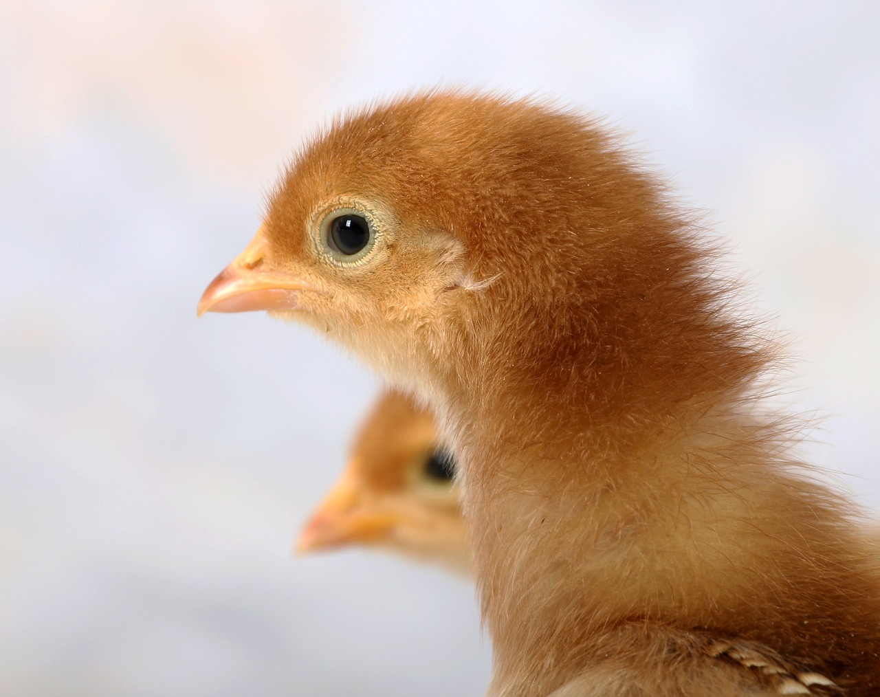 little poultry cute free photo