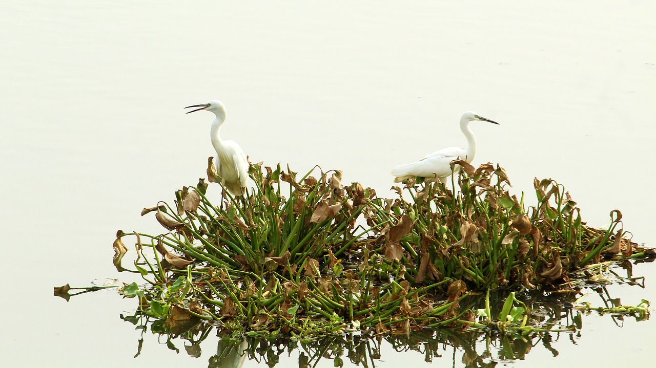 little  egret  pair free photo