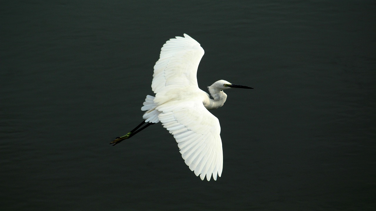 little  egret  bird free photo