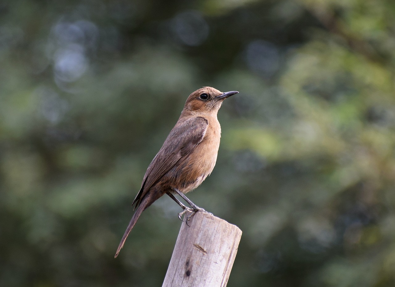 little  bird  cute free photo