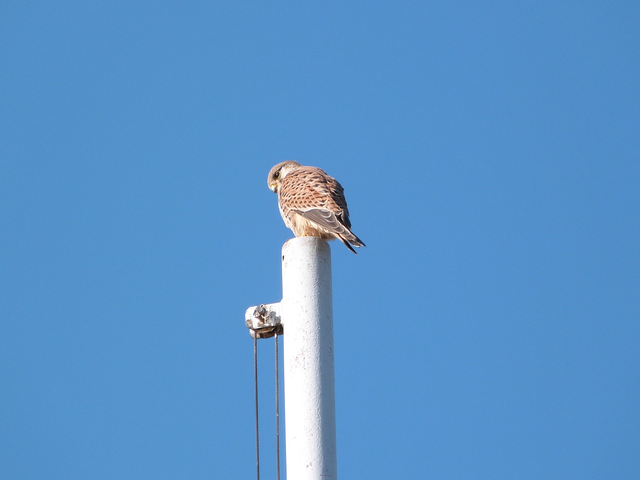 little bird prey free photo