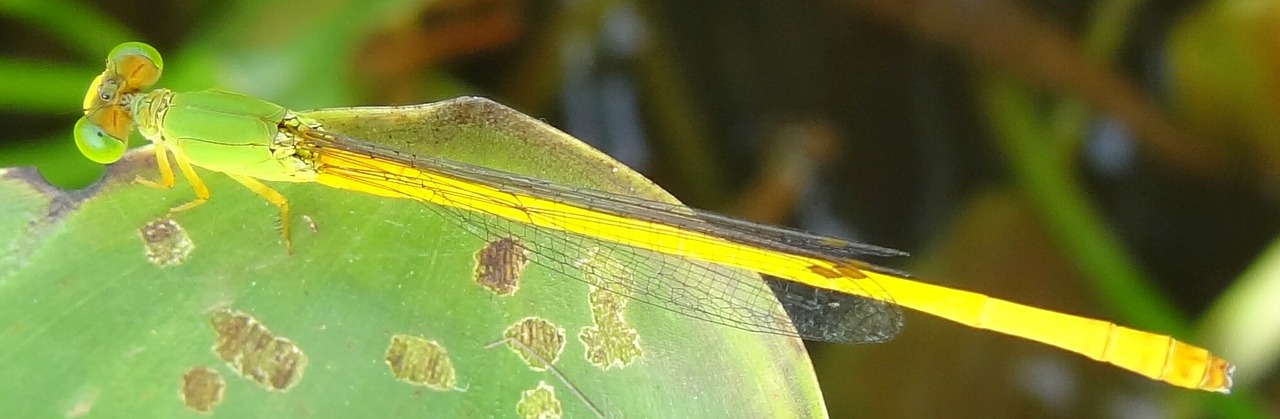 little beautiful damselfly free photo