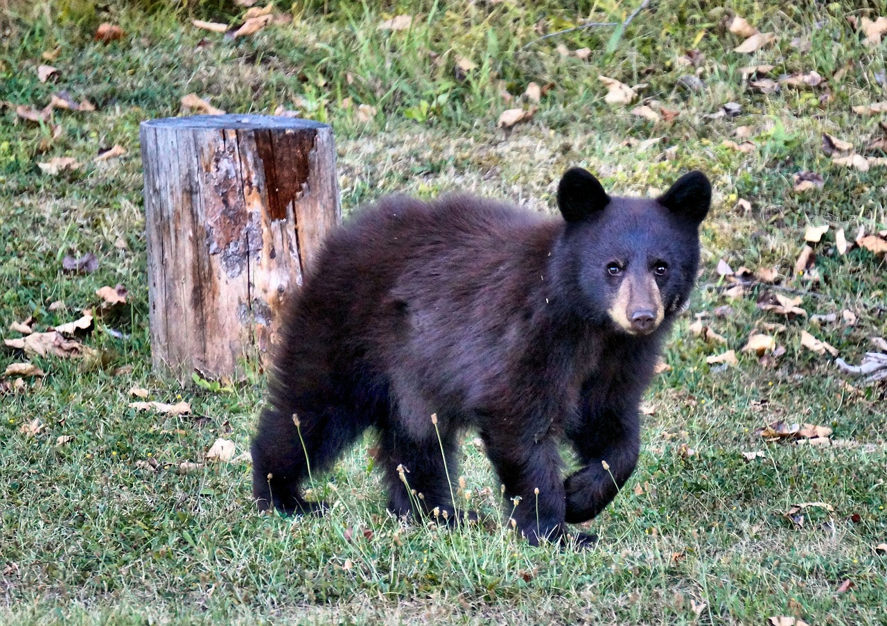 little bear black bear wild animal free photo