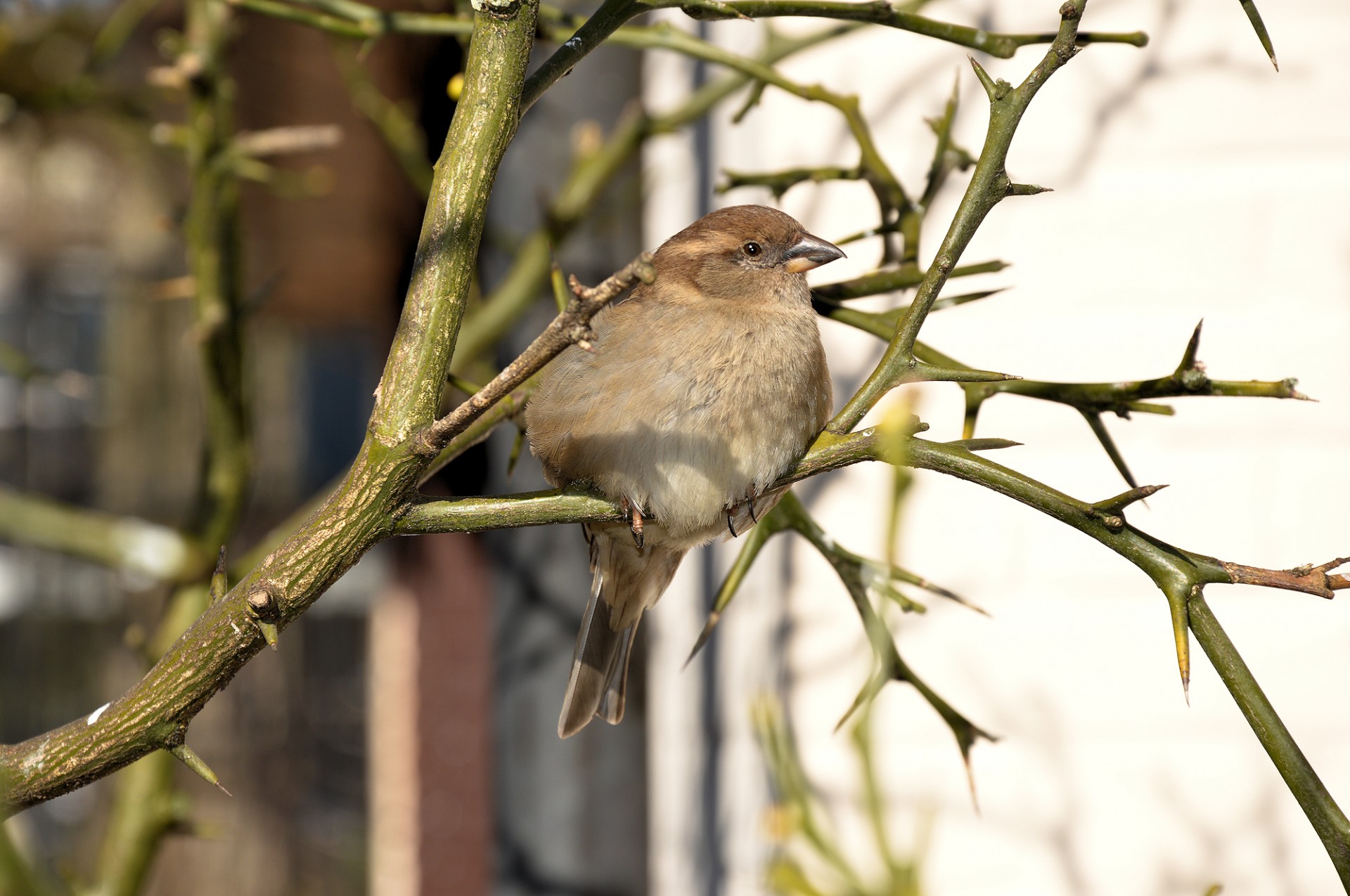 bird tree animal free photo