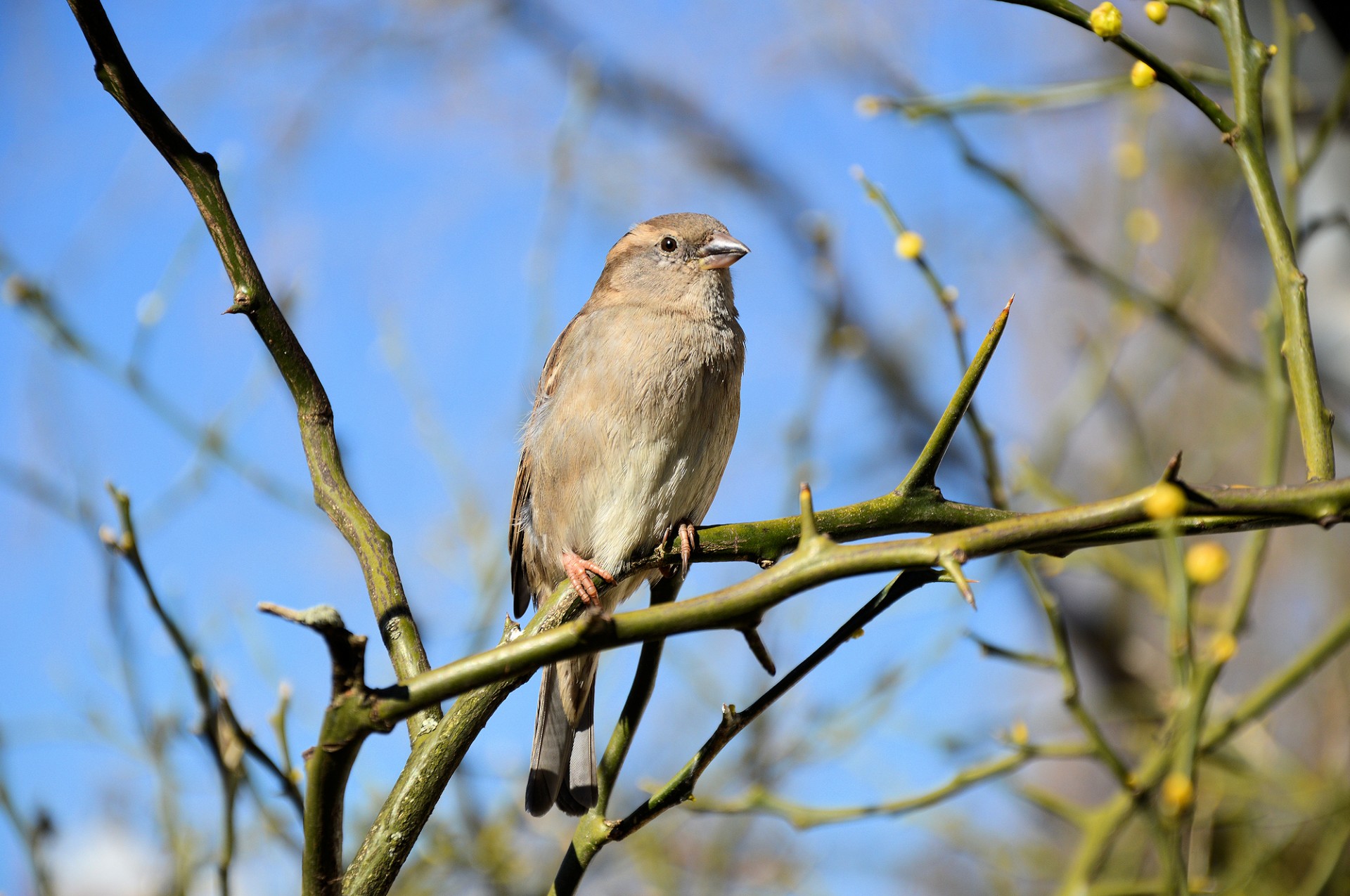 bird tree animal free photo