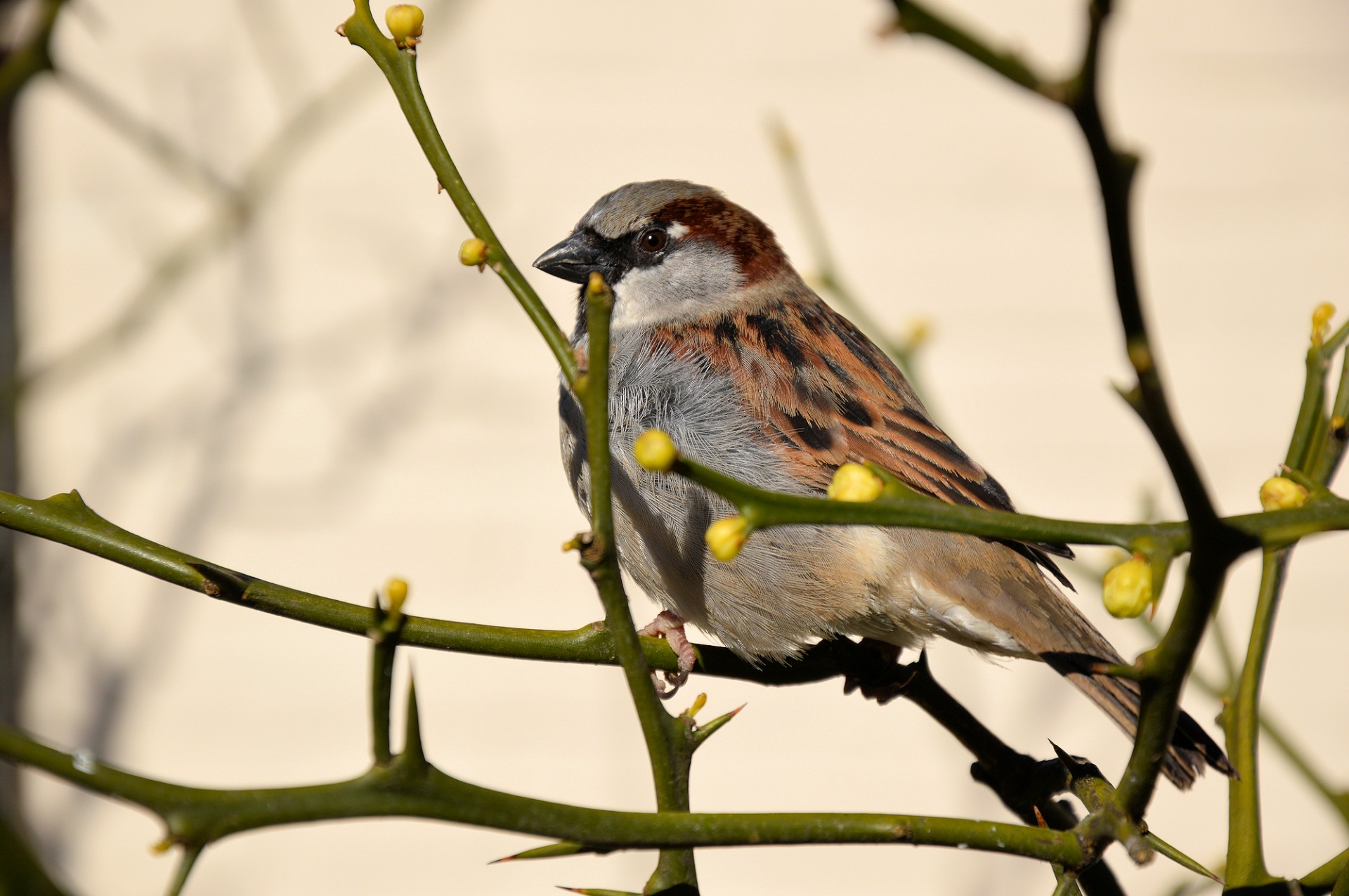 bird tree animal free photo