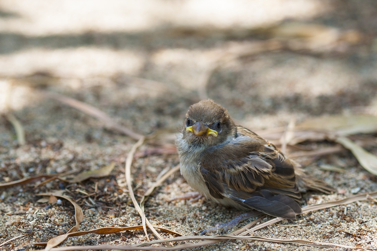 little bird little sparrow small free photo