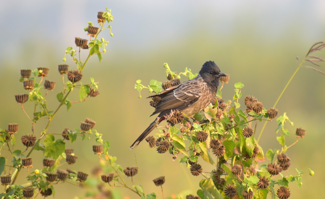 little bird brown bird camouflage free photo