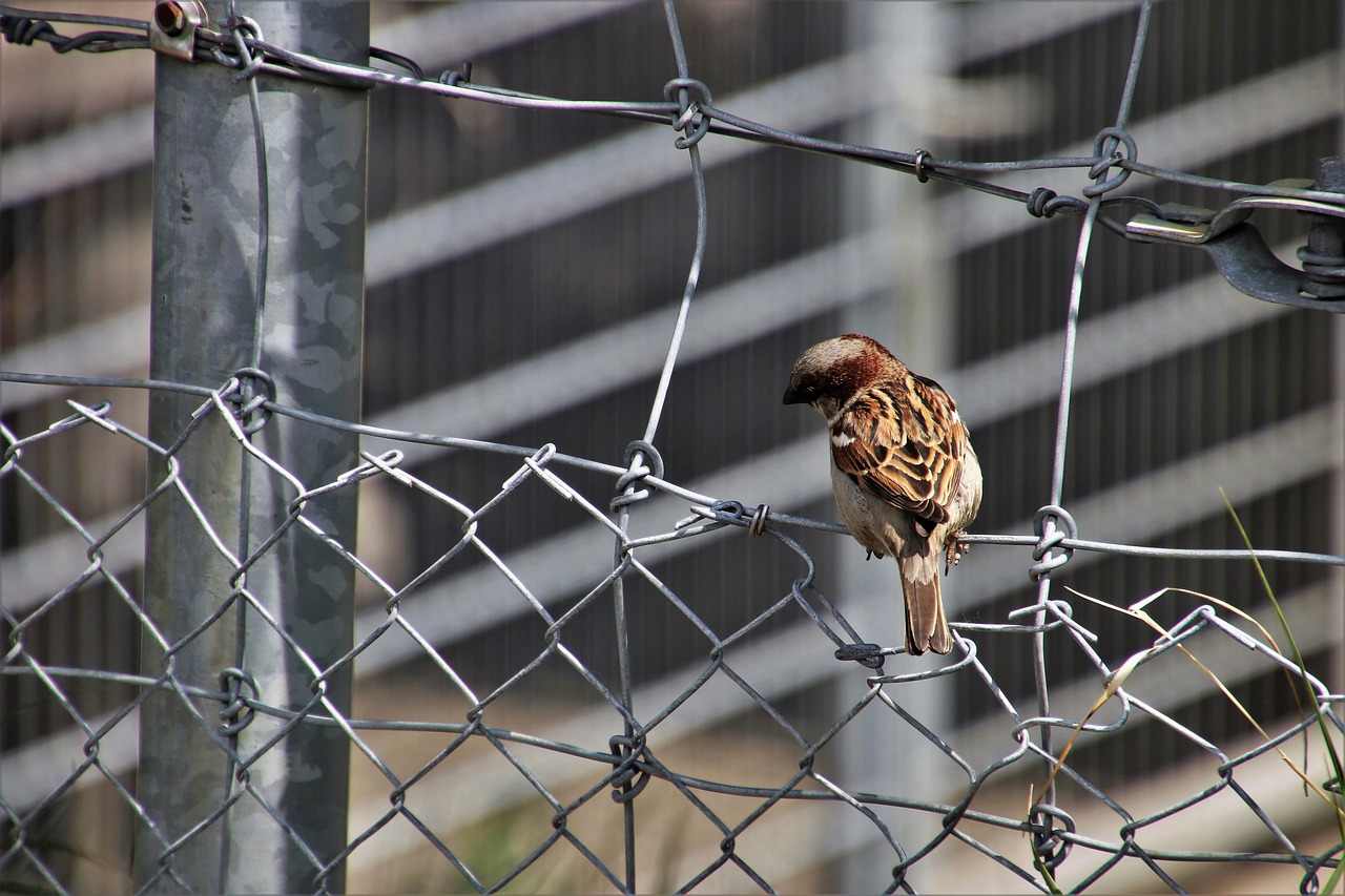 little bird  the sparrow  urban bird free photo