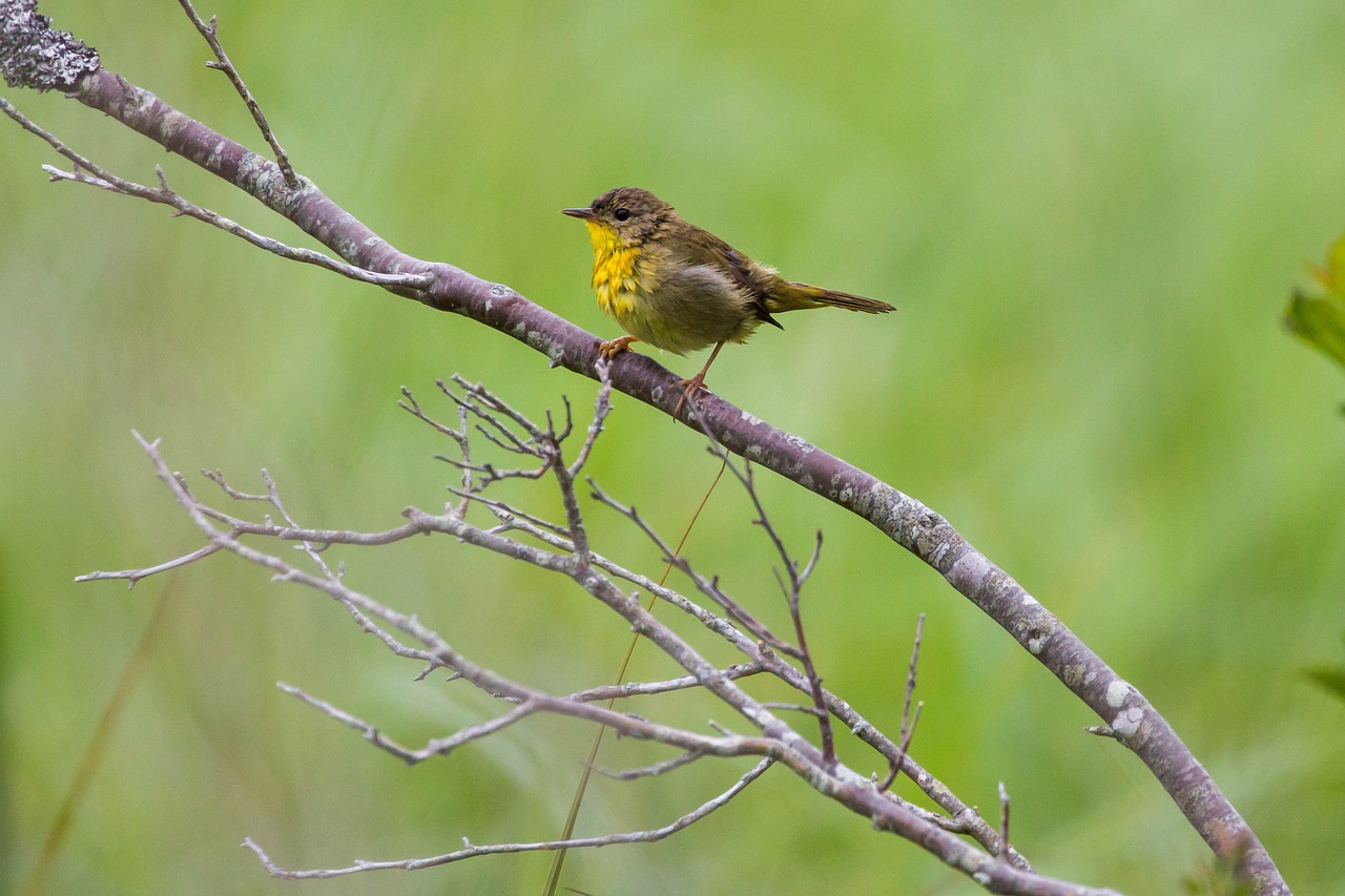 little bird  yellow chest  branch free photo