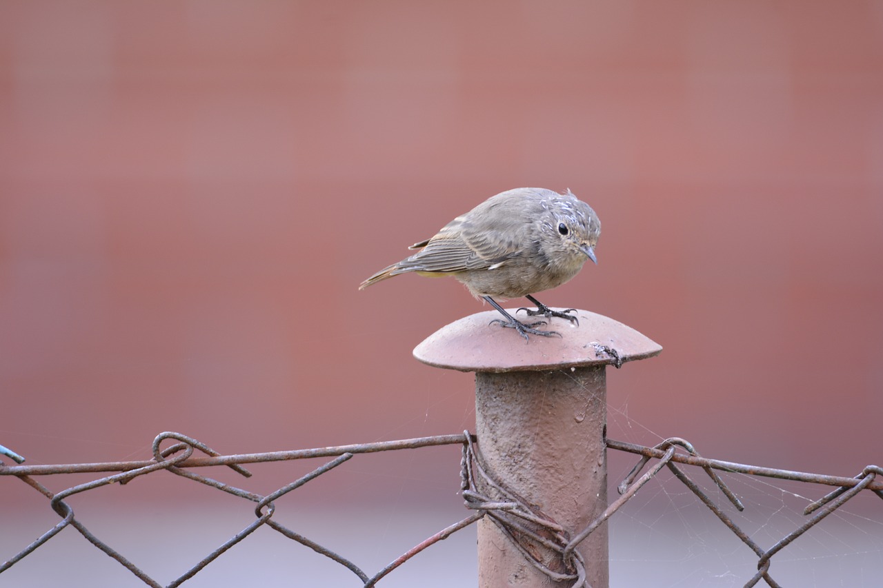 little bird  fence  redbreast free photo